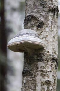 Close-up of tree trunk