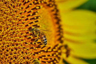 Close-up of bee on yellow flower