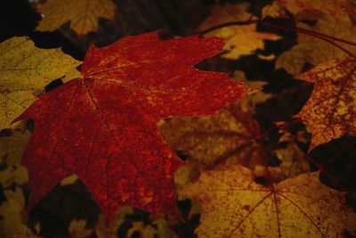 Close-up of maple leaves during autumn