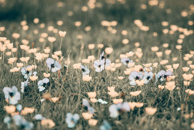 Flowers growing outdoors