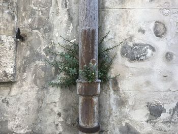 Close-up of potted plant against wall