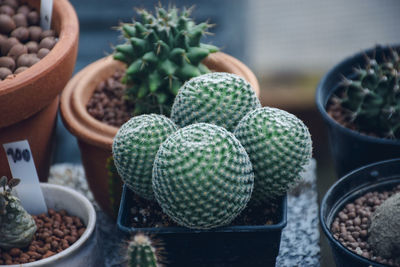 High angle view of succulent plant in market