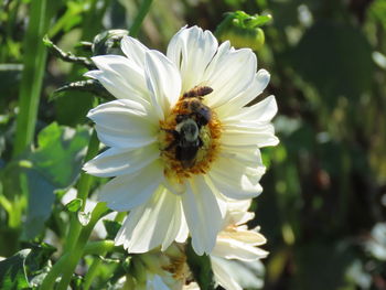 Close-up of bee pollinating on flower