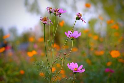 Close-up of purple flowering plant on field