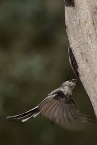 Close-up of bird flying against blurred background