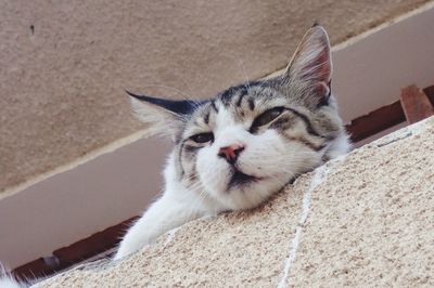 Portrait of cat on retaining wall