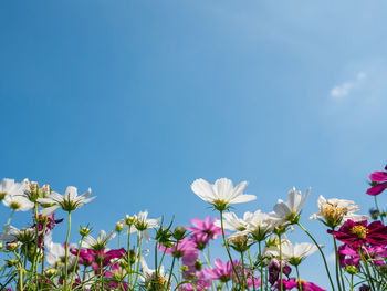 Low angle view of flowering plants against blue sky