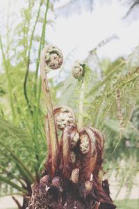 Close-up of plant against blurred background