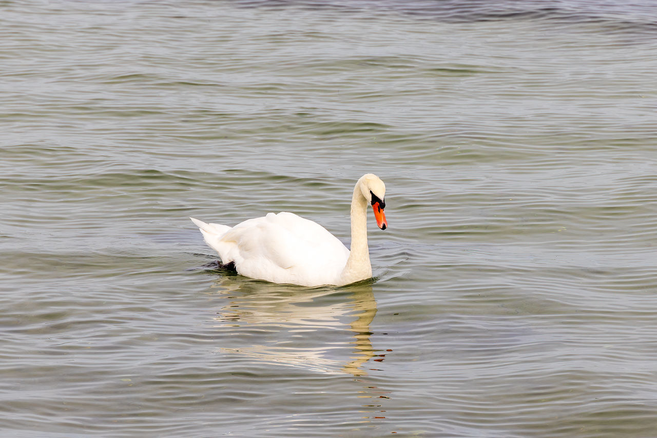 animal themes, animal, water, animal wildlife, bird, wildlife, swan, lake, one animal, water bird, swimming, waterfront, ducks, geese and swans, no people, beak, nature, rippled, wing, day, beauty in nature, mute swan, white, outdoors, zoology