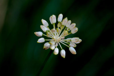 Close-up of white flower