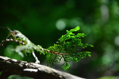 Close-up of green leaves on tree