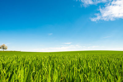 Scenic view of agricultural field against blue sky