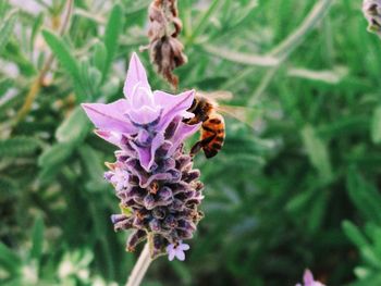 Close-up of bee on purple flower