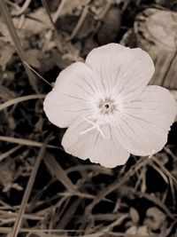 Close-up of white flowers blooming outdoors