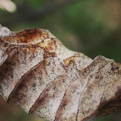 Close-up of dry leaf on tree