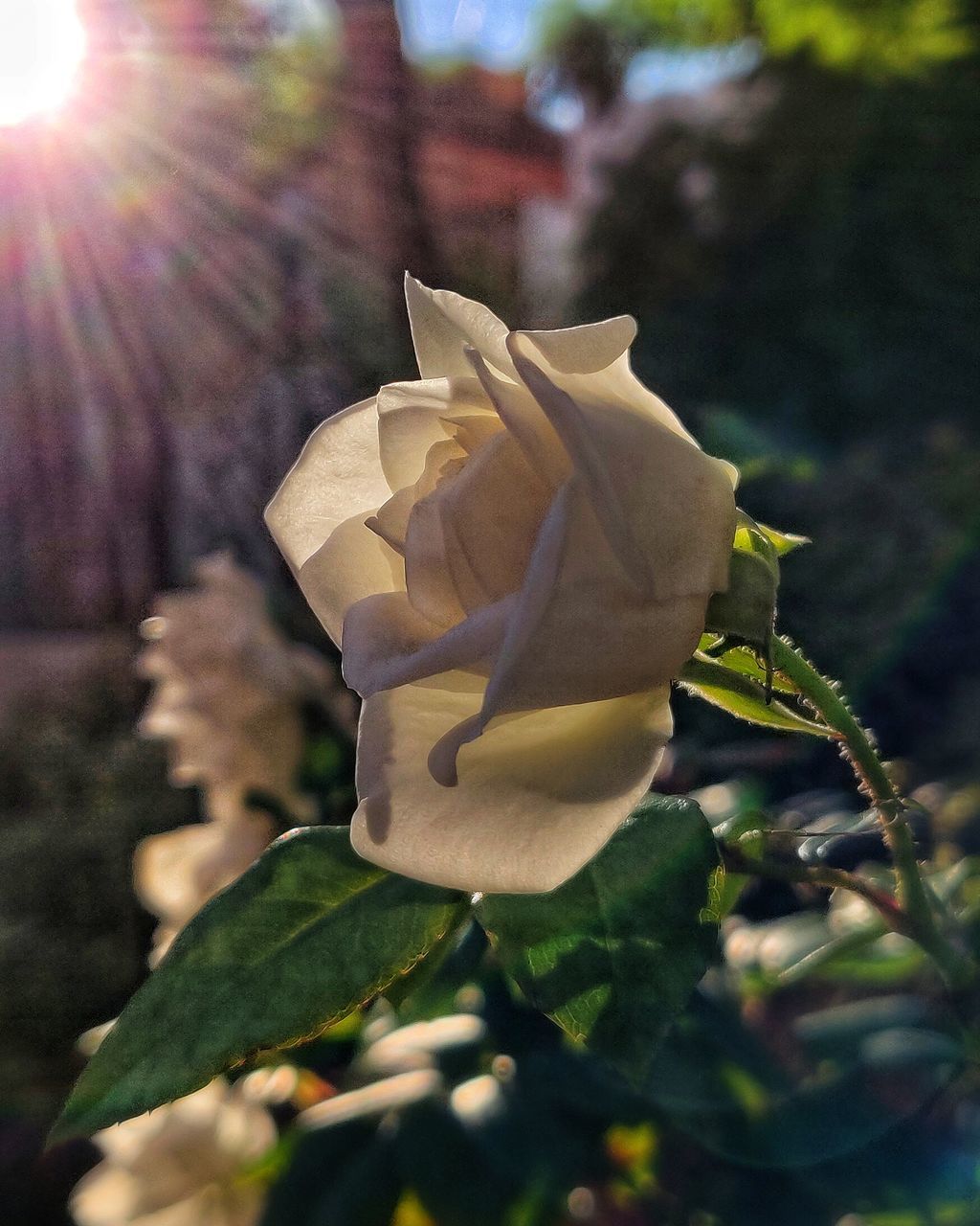 CLOSE-UP OF ROSE ON LEAF