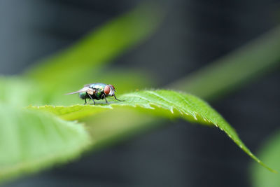 Close-up of insect on plant