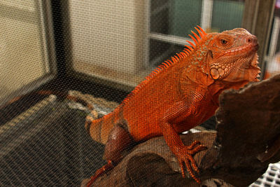 Close-up of lizard in cage
