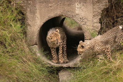 Cheetah cubs by stone hole in forest