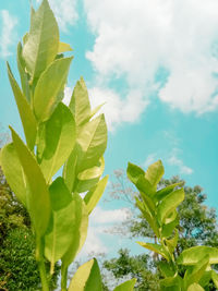 Close-up of a plant