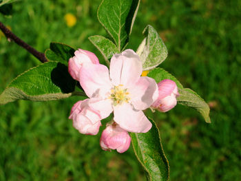 Close-up of pink flower blooming outdoors