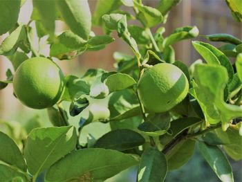 Close-up of fruits growing on tree