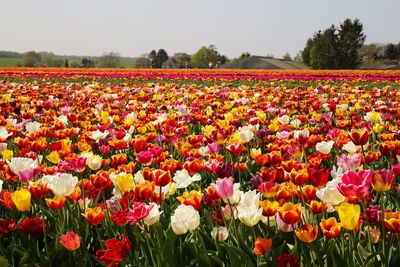 View of flowering plants on field