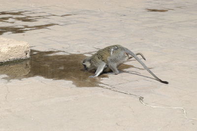 High angle view of drinking water