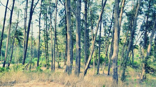 View of trees in forest