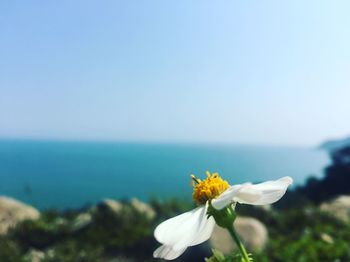 Close-up of flowering plant against sea