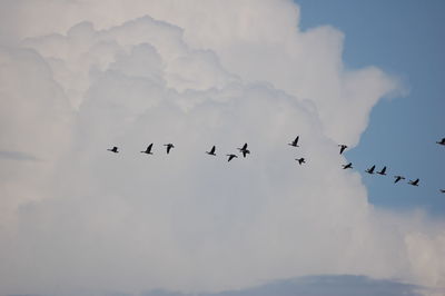 Low angle view of birds flying in sky