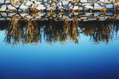 Reflection of trees in water