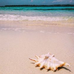 Seashell on beach