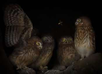 Bee flying by owls at night