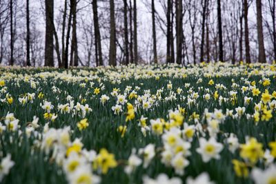 View of flowering plants growing on field