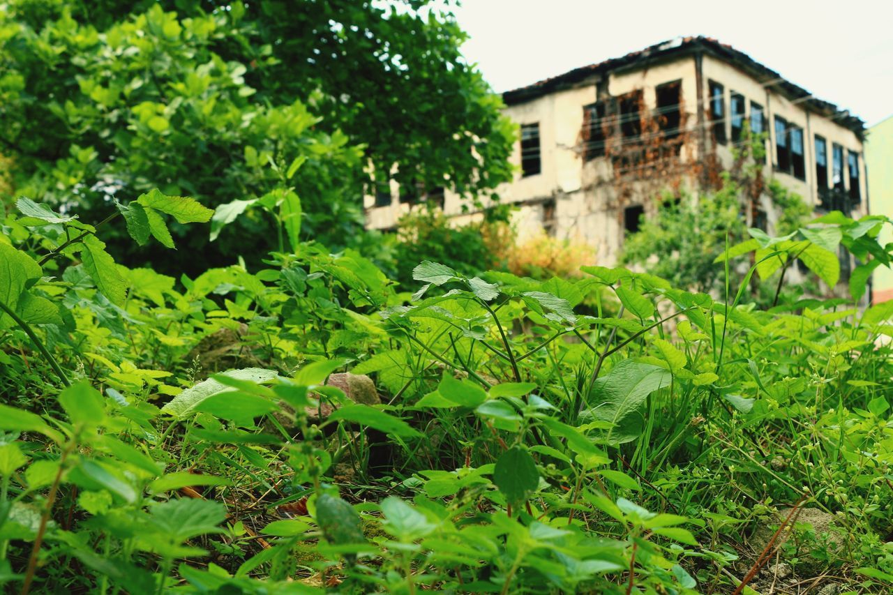 CLOSE-UP OF GREEN PLANT AGAINST BUILDING