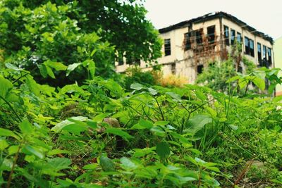 Close-up of plants against buildings