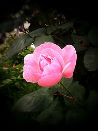 Close-up of pink flower