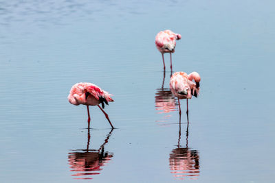 A few pink flamingos in walviis bay namibia