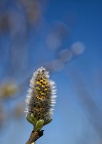 Close-up of bee on flower against blue sky