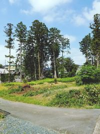 Scenic view of green grass and trees