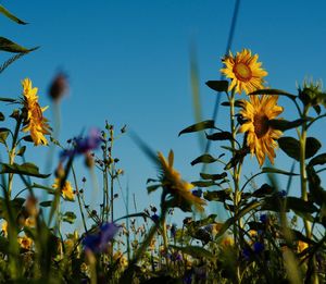 Low angle view of yellow flowering plants against sky