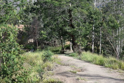 Road amidst trees in forest
