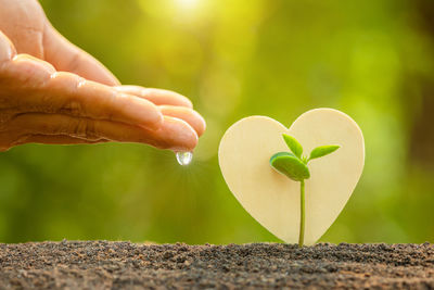 Close-up of hand holding heart shape leaf