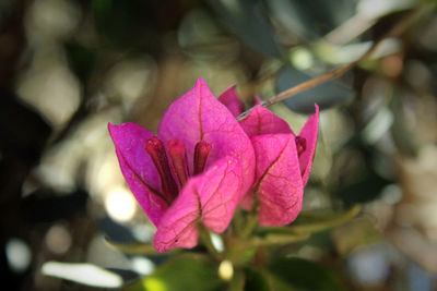 Close-up of pink flowering plant