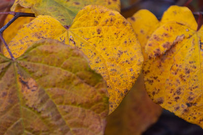 Close-up of yellow autumn leaves