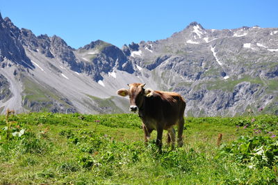 Horse standing on field against mountain range