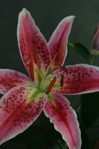 Close-up of pink flower