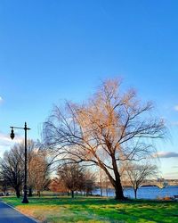 Bare trees against blue sky