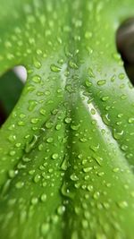 Close-up of water drops on leaf